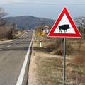Životinje na cesti - oprez vozači: Preko 400 naleta na životinje oko Karlovca, šteta milijunska
