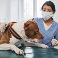 Hrvatski veterinari objasnili sve o eutanaziji pasa: Evo kako se izvodi i u kojim slu&ccaron;ajevima...