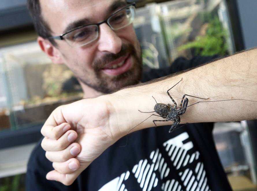 Marko je kralj tarantula: Ima ih 150, a pokrenuo je i posao...