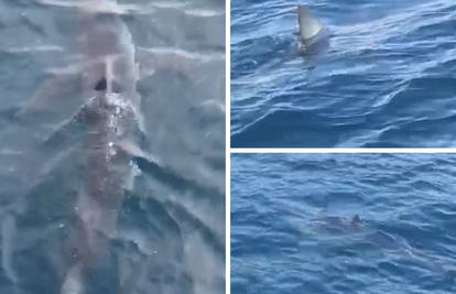 Morski pas u blizini Makarske: Snimili su ga jako blizu obale
