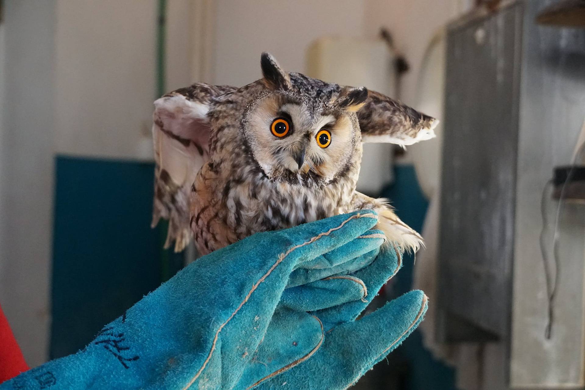 Ozlijeđenu sovu našli kraj ceste u Baranji, oporavlja se o ZOO-u u Osijeku: 'Ovdje skuplja snagu'