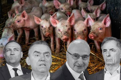 Kuda idu mrtve svinje: Kako DP zbog kuge crta metu Srbima, a od 'rata' profitira Radman