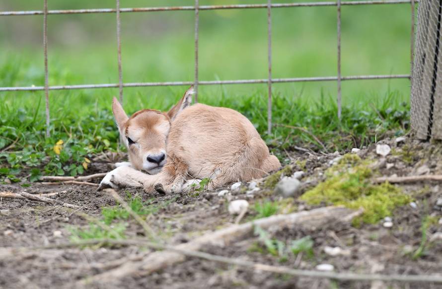 Dan uoči Uskrsa u Zoološkom  vrtu Grada Zagreba na svijet je došlo žensko mladunče sabljorogog oriksa