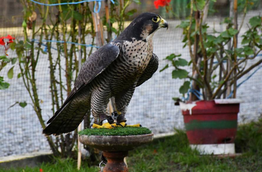 Sokolar Stjepan Alaber iz Zagrađa pokraj Pleternice