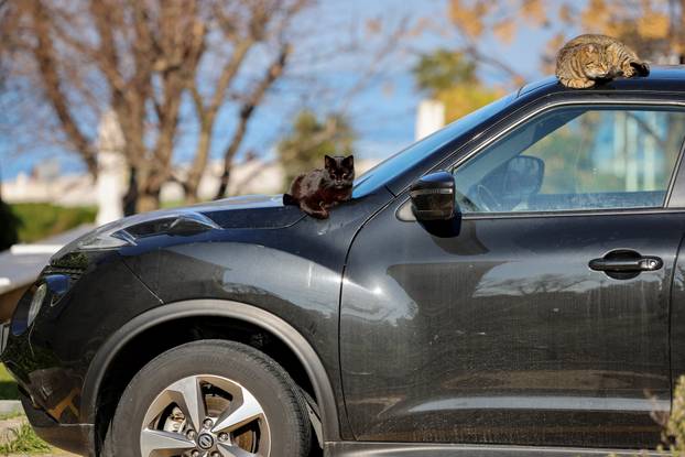 Zadar: Mace uživaju u sunčanom danu