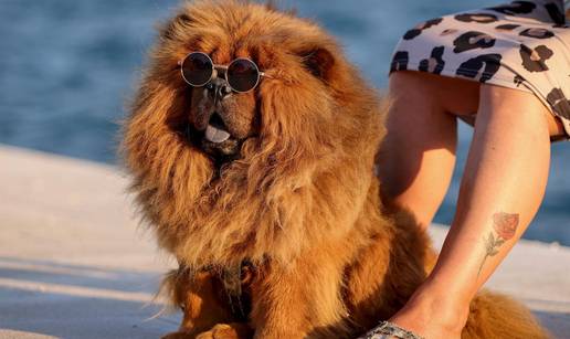 FOTO Ljetni ugođaj u Zadru: Osim turista, na suncu uživaju i četveronožni prijatelji!