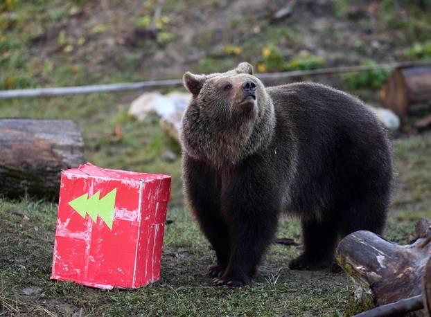 Tradicionalno darivanje životinja u zagrebačkom zoološkom vrtu na Štefanje