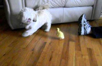Ali ja ti samo želim biti prijatelj: Pas se boji malene patkice