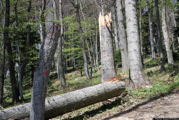 Zagreb: Tri tjedna nakon razorne oluje na Sljemenu i dalje vidljive posljedice 