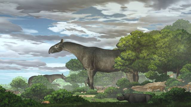 Handout image shows Paraceratherium linxiaense giant rhinos in the Linxia Basin during the Oligocene