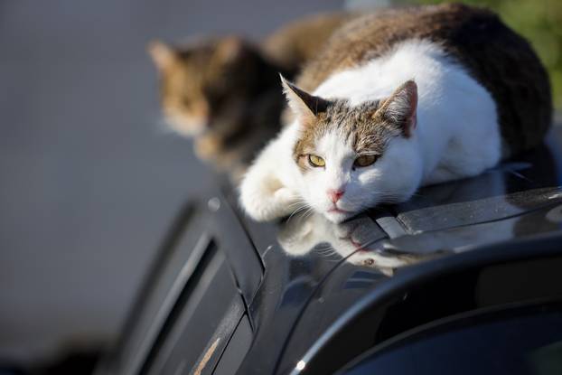 Zadar: Mace uživaju u sunčanom danu