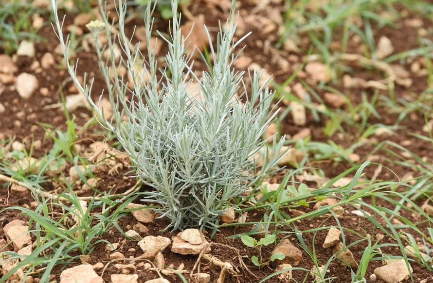 Hrvoje Jelavić/Pixsell