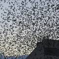 Epidemija ptičje gripe: Uginulo je 11.190 ptica u Rumunjskoj