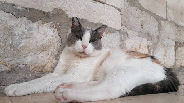 Mačka Anastazija preselila se iz Kneževog dvora u novi dom: Imat će  de luxe uvjete za život!
