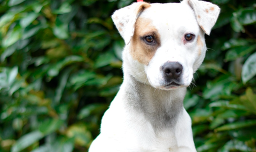 Pas Beba tra&zcaron;i svoju avanturisti&ccaron;ku obitelj!