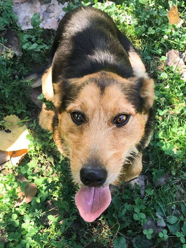 FOTO Ove predivne njuške traže dom: Pružite im priliku za sreću!