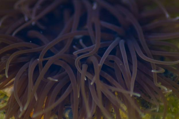 Snakelock anemone Anemonia virdus tentacles in natural environment in Mellieha Malta