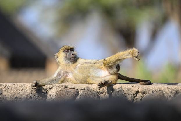 A laid back baboon tries out his yoga poses in Amboseli National Park, Kenya.
