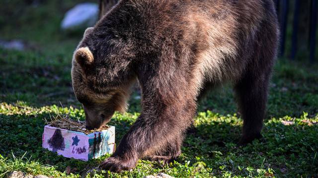 Zagreb: Tradicionalna podjela darova životinjama u ZOO