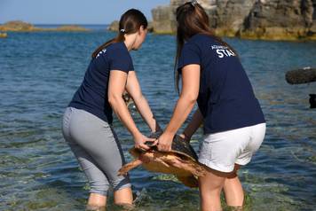 Kornjača Zdravka vraćena je u more nakon što se oporavila u pulskom Aquariumu