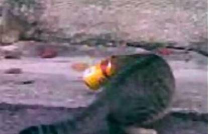 Mačka zbog gladi gurnula glavu u konzervu i zapela