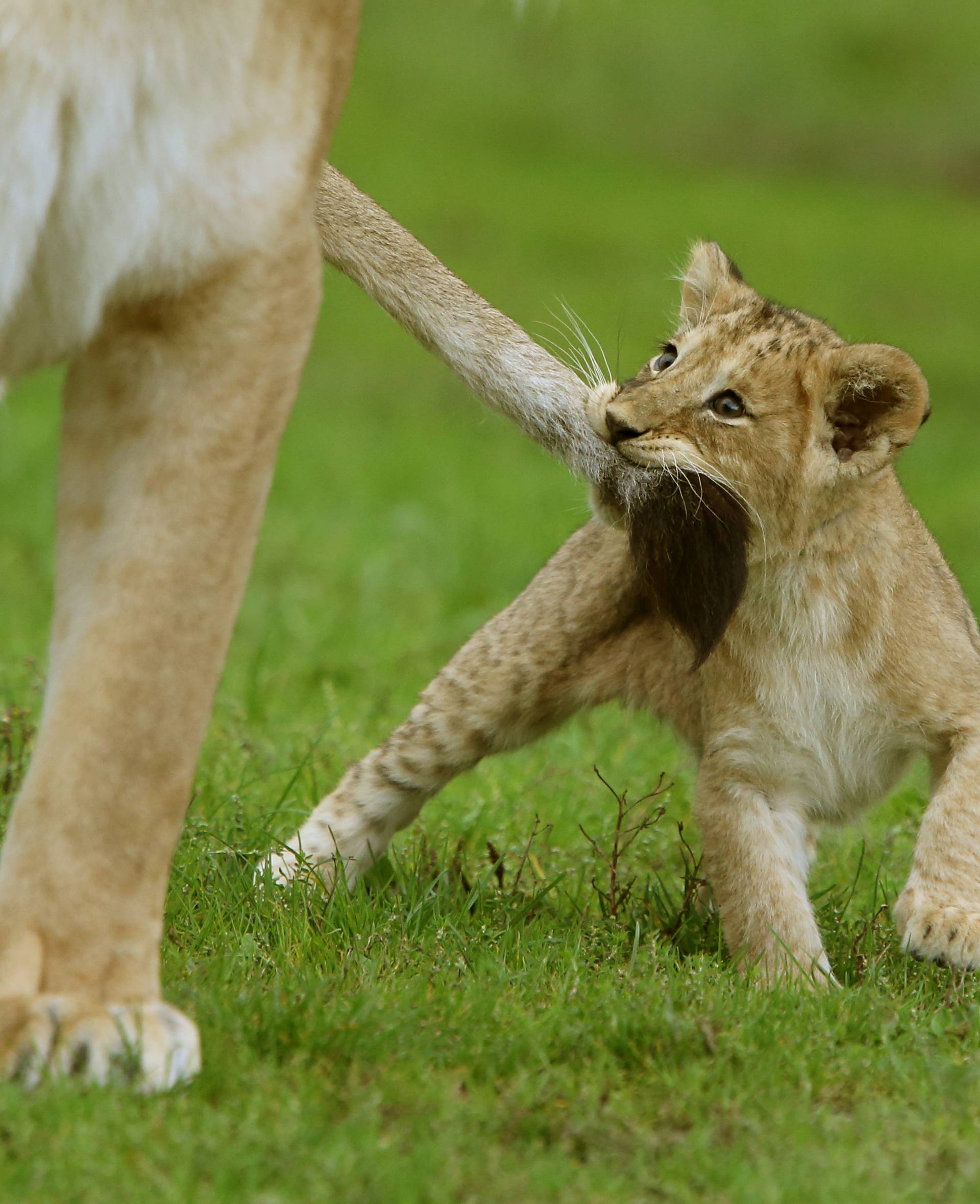 Lion cubs at Blair Drummond Safari park