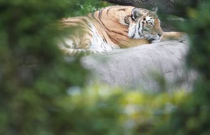 Nakon 20 godina potrage uhitili su ubojicu 70 ugroženih tigrova
