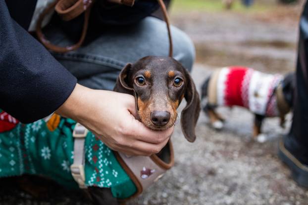 Zagreb: Adventska špica jazavčara 