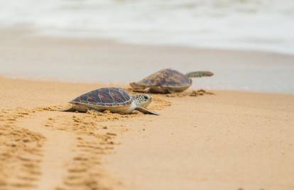 Karetne želve izlegle su se na pustim brazilskim plažama