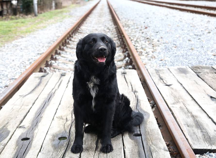 Kraljevi pruge: Psi lutalice u Spačvi čekaju svoj novi dom