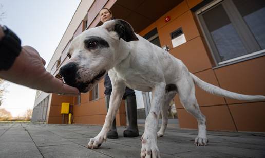 Ja sam Ariel. Pas koji spašava pse. Nisam jedini. Ima nas još