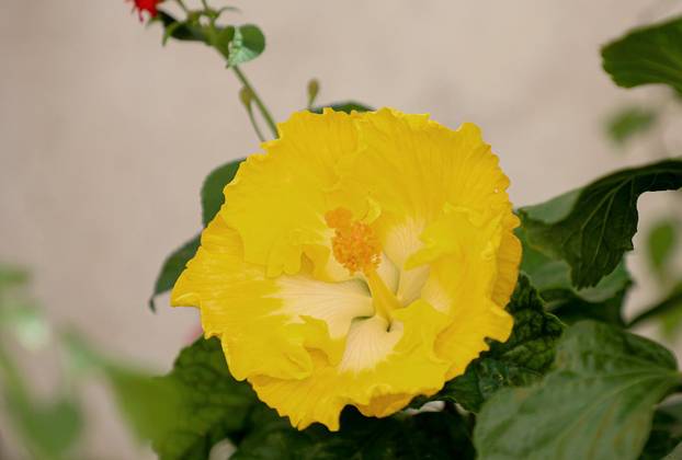 Split: Denis Bojčić, kolekcionar bugenvila