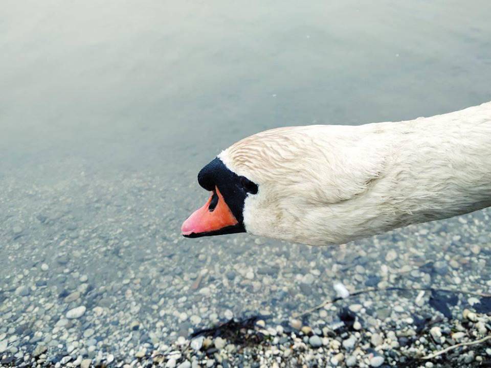 'Mučio se... Bacila sam se na njega i završila u vodi do pasa'