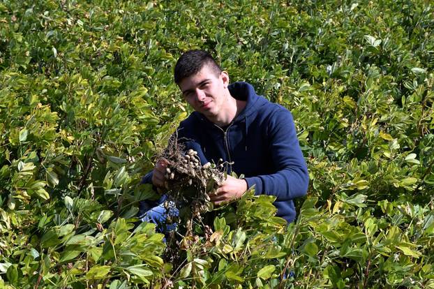 Kutovi - Mladi poljoprivrednik Filip Prša bavi se uzgojem kikirikija i visokoprinosne soje.