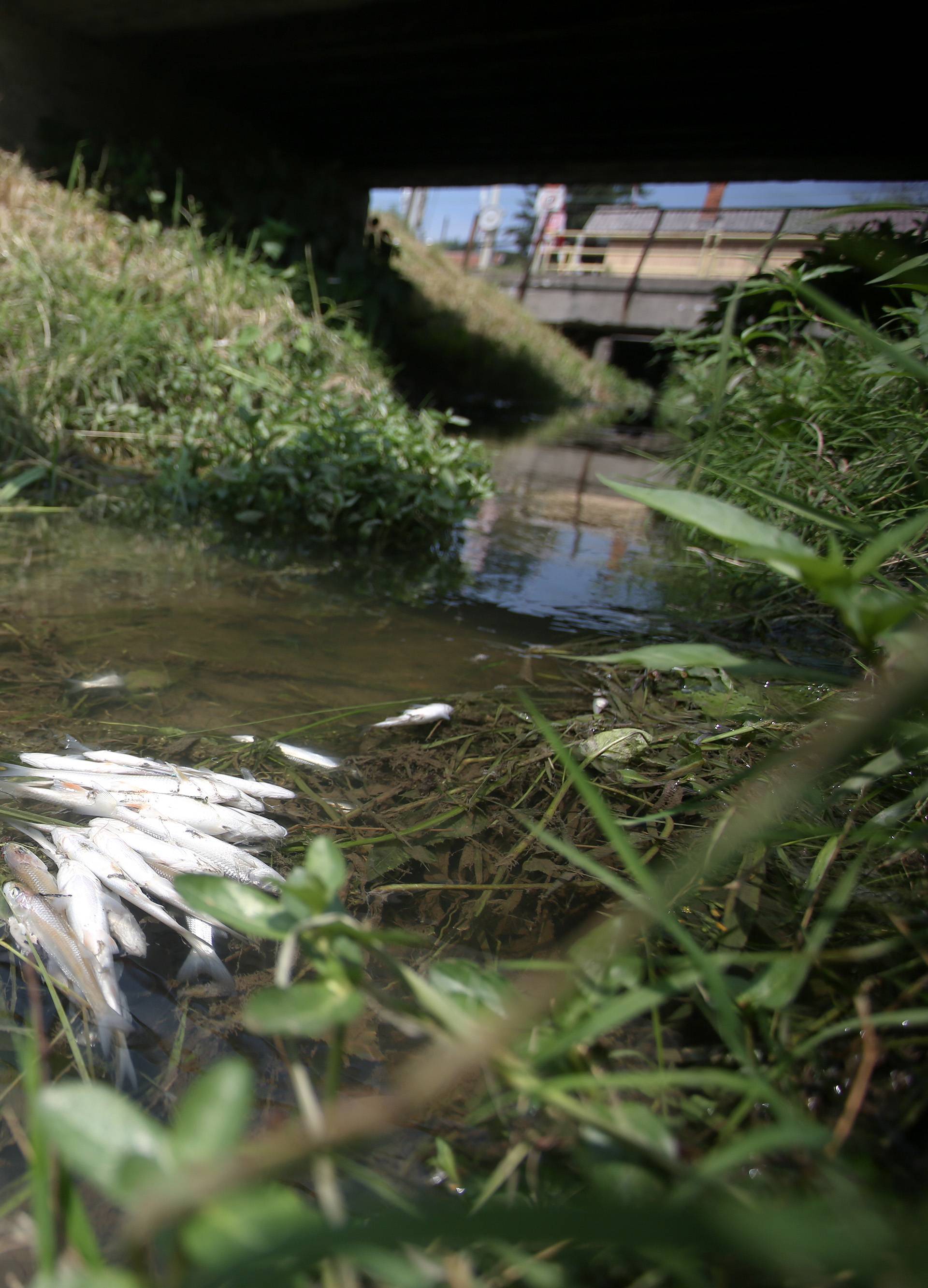 Šok u Zagrebu: Pobijelio  potok,  plutaju mrtve ribe i sve smrdi