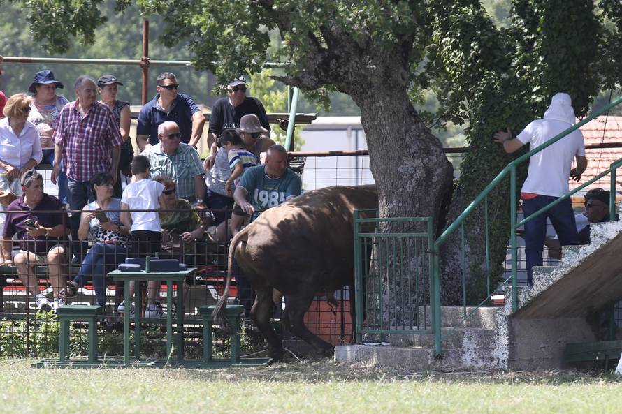 Pobjednik Medo pobjegao preko ograde, ljudi su bježali od njega