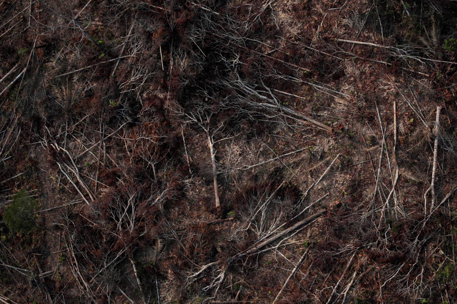 An aerial view of a deforested plot of the Amazon near Porto Velho