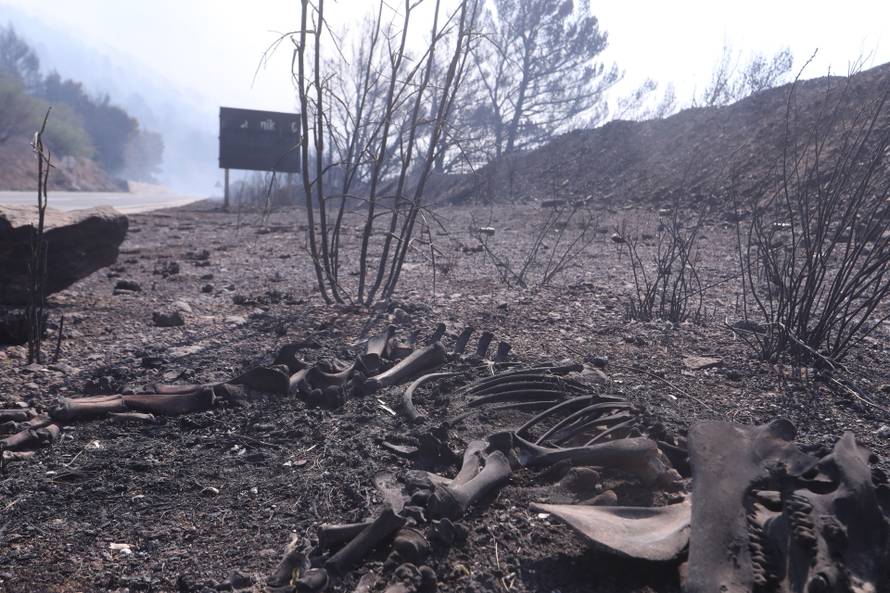 Pisak: Kraj ceste nalaze se kosti izgorjele životinje