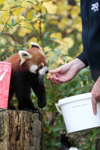 Međunarodni dan crvenih pandi u zagrebačkom Zoološkom vrtu