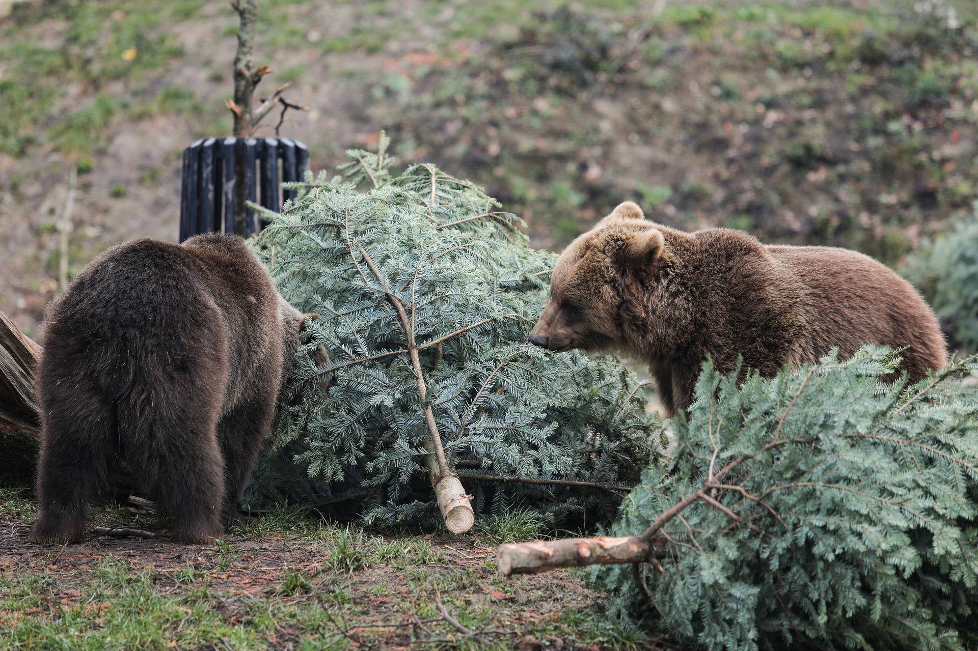 Podjela božićnih drvaca životinjama u zagrebačkom zoološkom vrtu