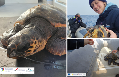 FOTO Istraživači kod Lošinja spasili glavatu želvu: Progutala ribarsku žicu dugu šest metara