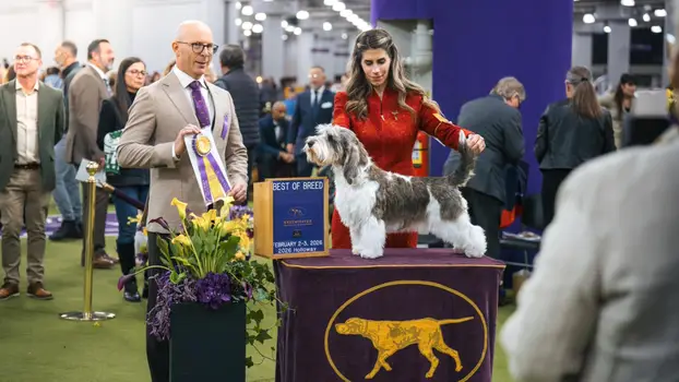 GALERIJA: Hrvatski pas opet blista, sada na glamuroznom showu usred New Yorka!