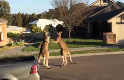 U međuvremenu u Australiji: Klokani se tukli nasred ulice