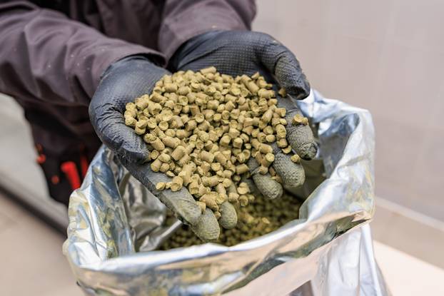 Gloved hands holding green hops pellets over silver bag in brewery