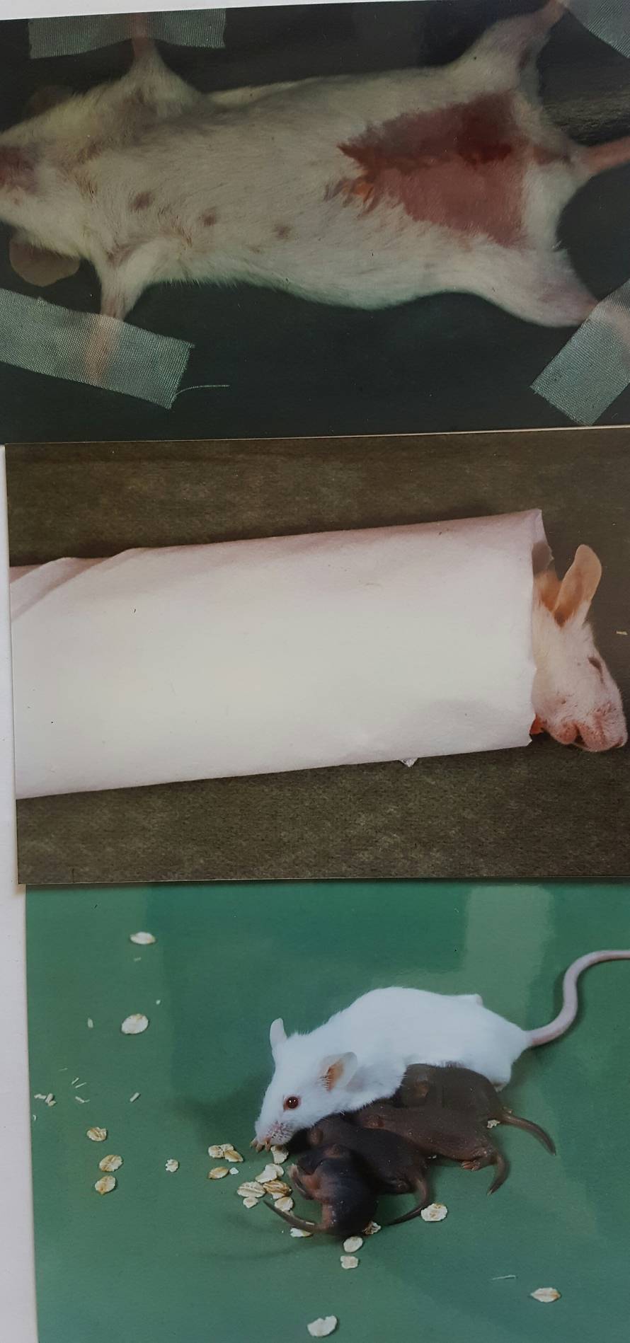 Čudotvorci: Tisućama ljudi su pomogli da postanu roditelji