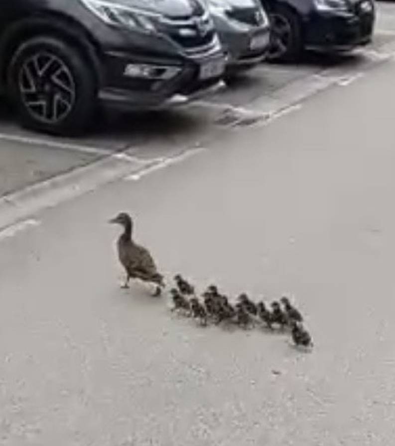 VIDEO Mama patka prošetala sa pačićima zagrebačkim kvartom