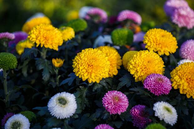 colorful dahilia flowers bouquet in garden