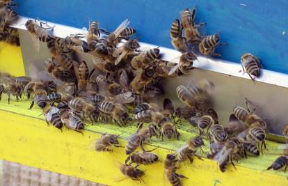 Pomor pčela značajno ugrozio proizvodnju meda u Francuskoj