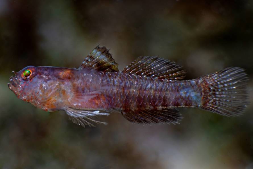 ‘Emo fish’ with black and purple colourings discovered for first time – and is named after Darth Vader