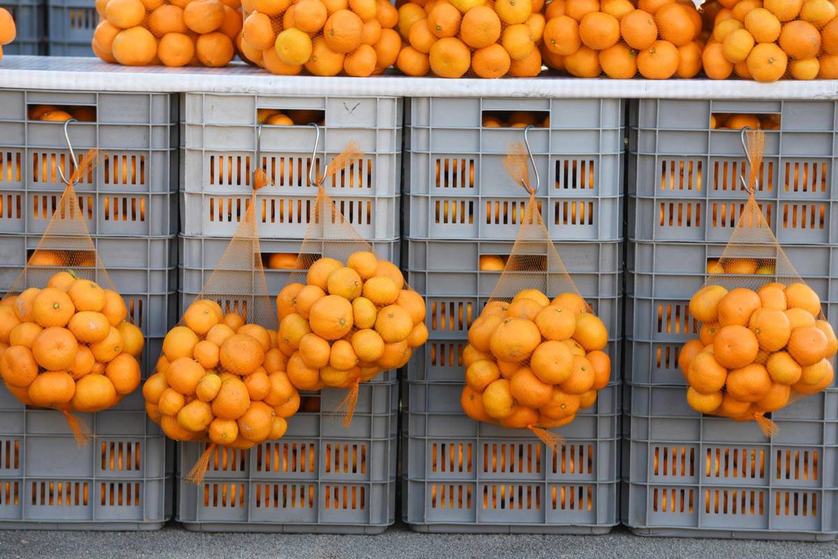 Iz doline Neretve u Vukovar pristiglo 16 tona mandarina